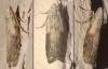 Aphomia sociella